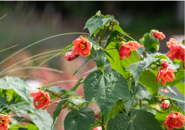 Flowering Maple Shrubs for Indoors and Out