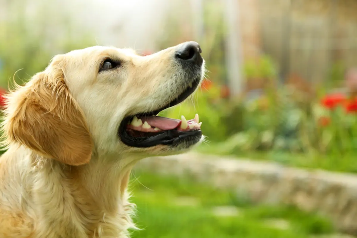 Embrace Unconditional Love: Adopt Dogs Today in Alpharetta, GA