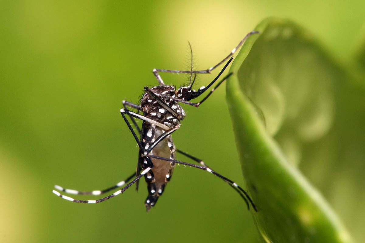 Beat the Buzz: Surviving Mosquito Season