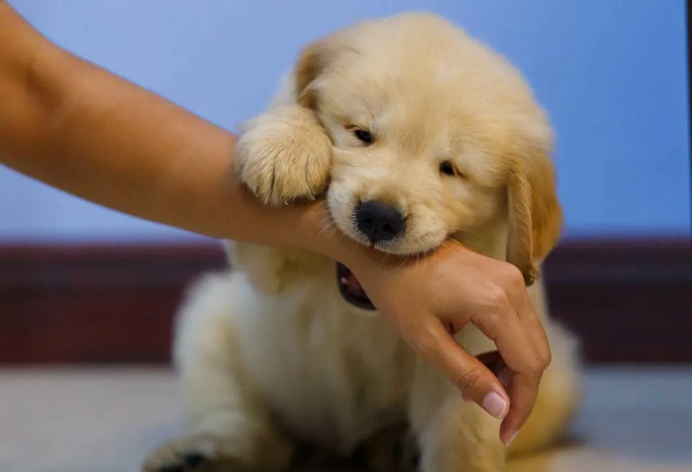 Embrace New Beginnings: Marietta, GA Dog Adoption Event
