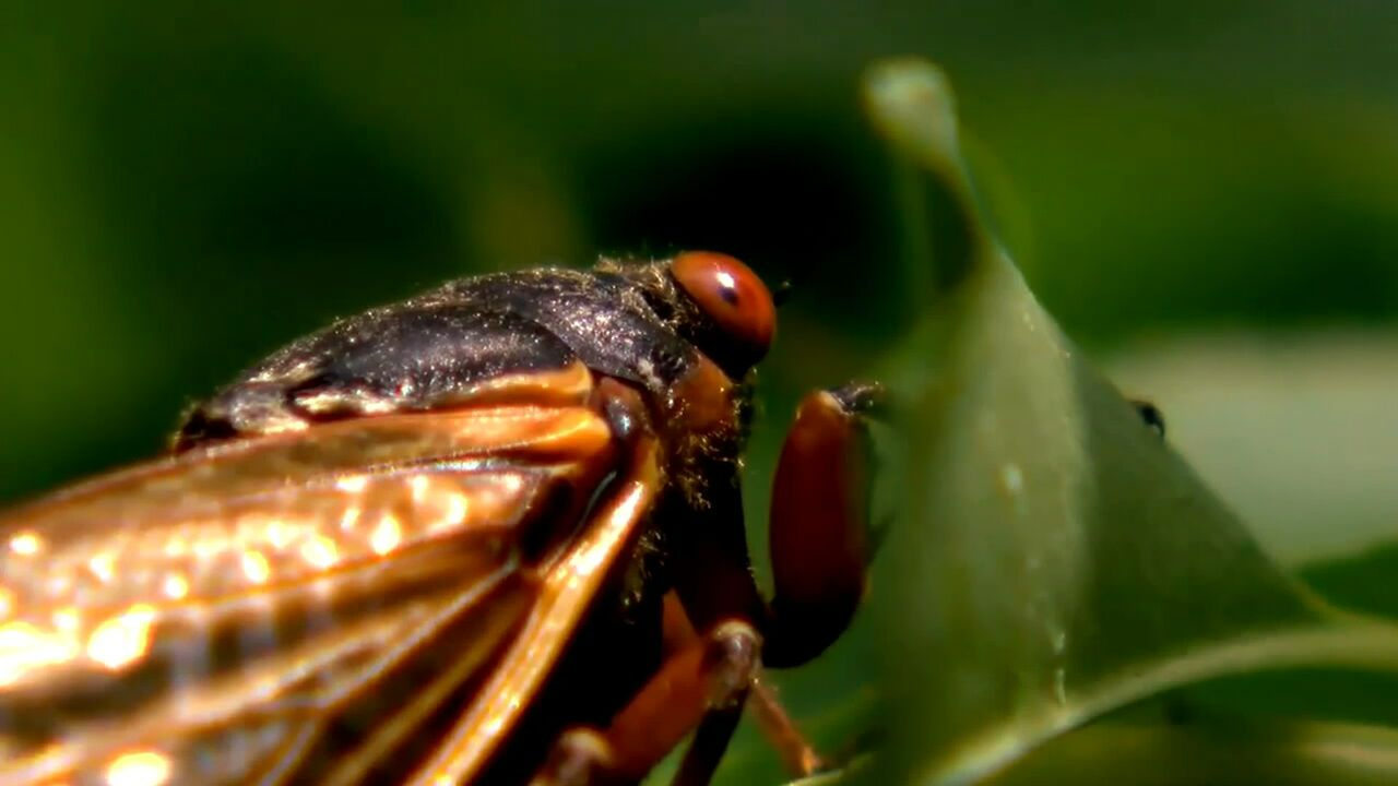 The Great Southern Brood: Billions of Cicadas Are Anticipated to Infest Georgia.