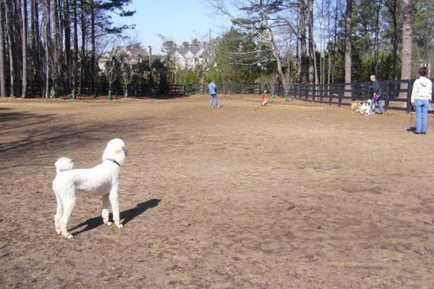 Let Your Pet Have Fun at Waggy World Paw Park