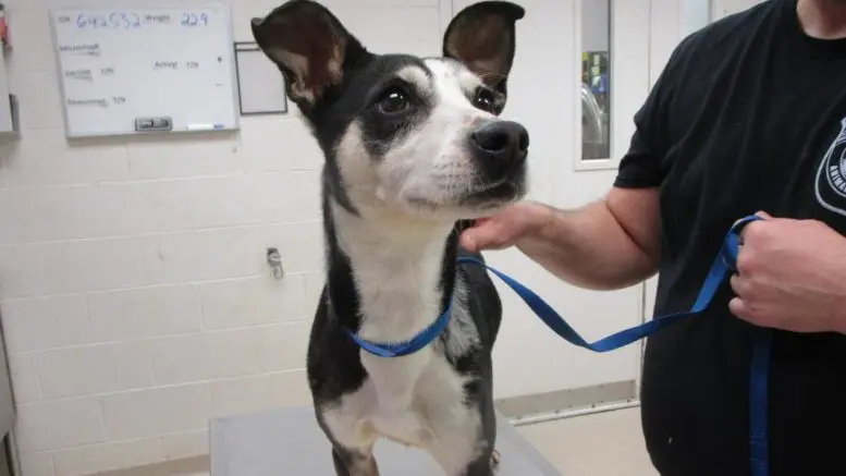 Meet Oreo, The Endearing Dog of The Day in Need of a Forever Home from Cobb County Courier