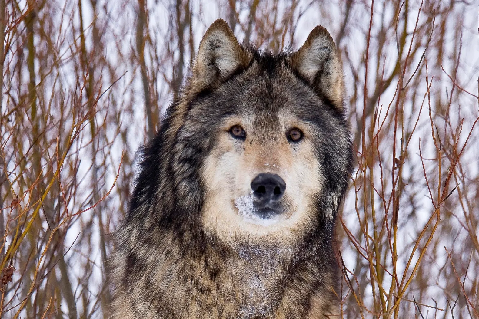 Wolf Ancestry Verified in Central Park's' Giant' Runner, Biologists Say