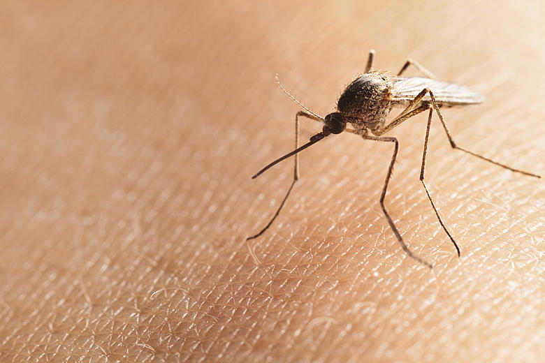 Rare Blood-Borne Mosquito Virus Detected in Alabama, Similar to Florida Outbreak