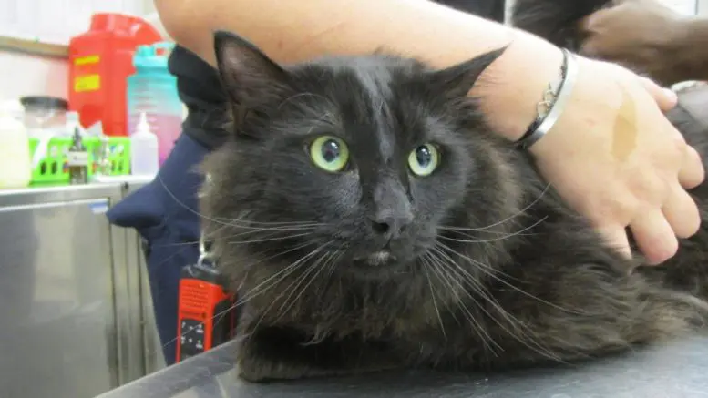 Meet Kora: Cobb County Courier's Cat of the Day!