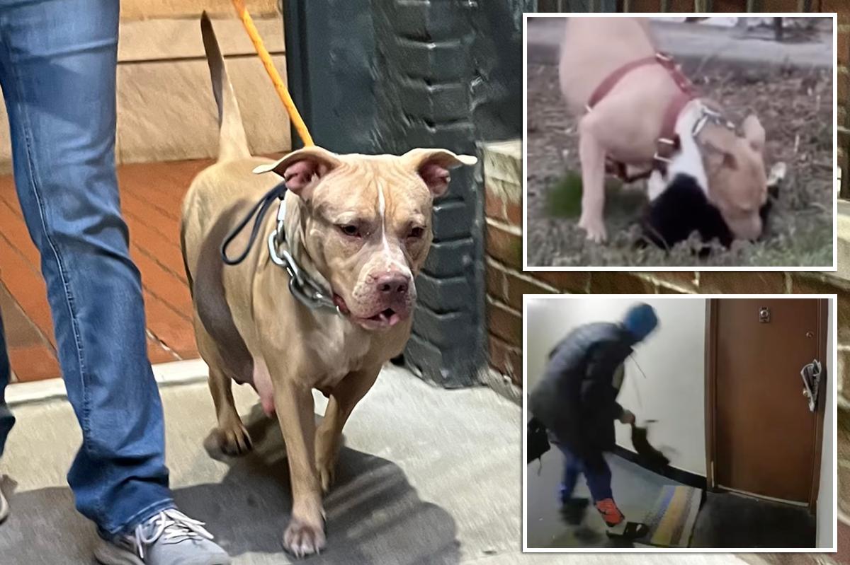 Bronx Man Charged with Animal Torture After Allegedly Training Pit Bull with Cats as Bait