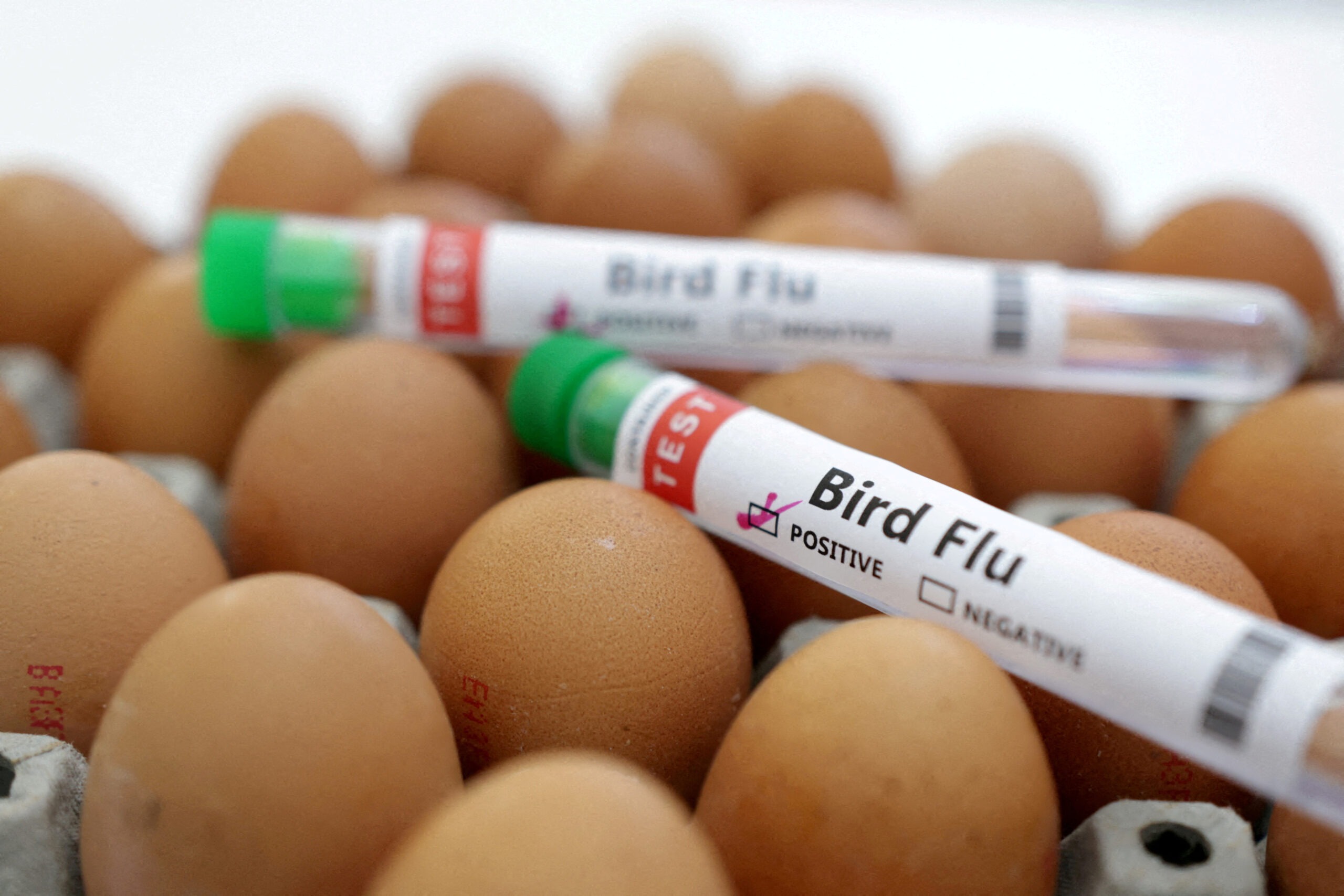 USDA Confirms Meat Supply Safety Amid Concerns Regarding Bird Flu