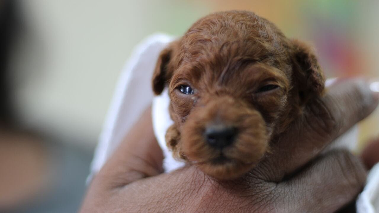 Smyrna Organization Provides Critical Care for Three-Day-Old Puppies in Need