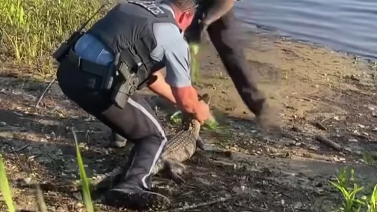 Georgia Alligator Receives VIP Treatment in Police Cruiser After Driveway Encounter: Video Surfaces