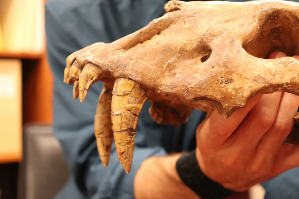 UT Researchers Unearth Fossil of Saber-Toothed Cat on Texas Coast