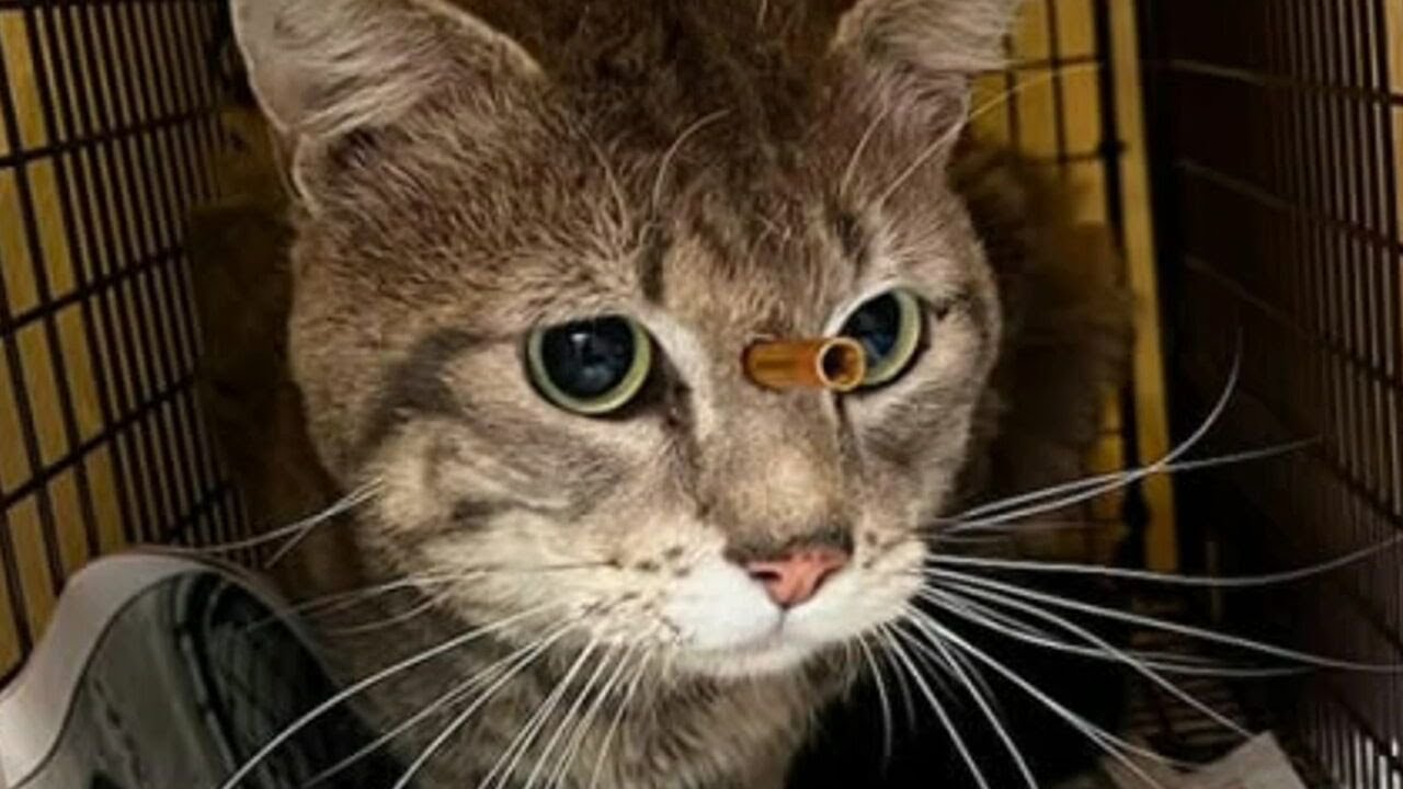 Roswell Resident Admits to Shooting Cats with Crossbow Due to Wife’s Allergies