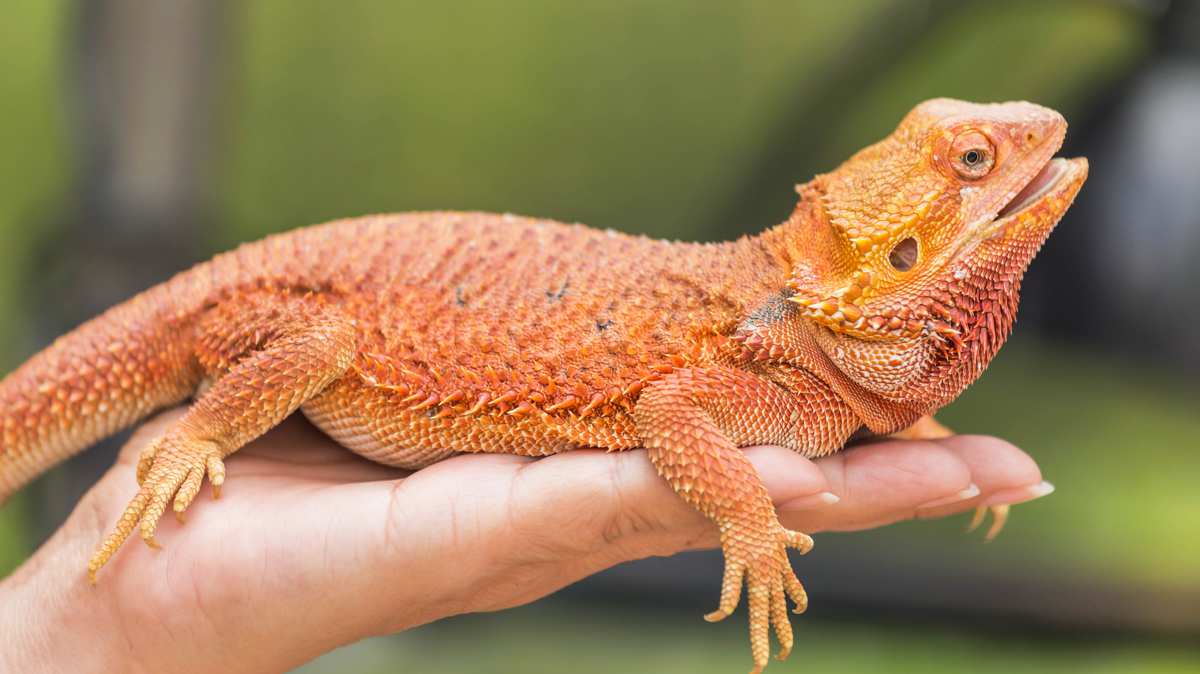 CDC Probes Salmonella Outbreak Linked to Pet Bearded Dragons
