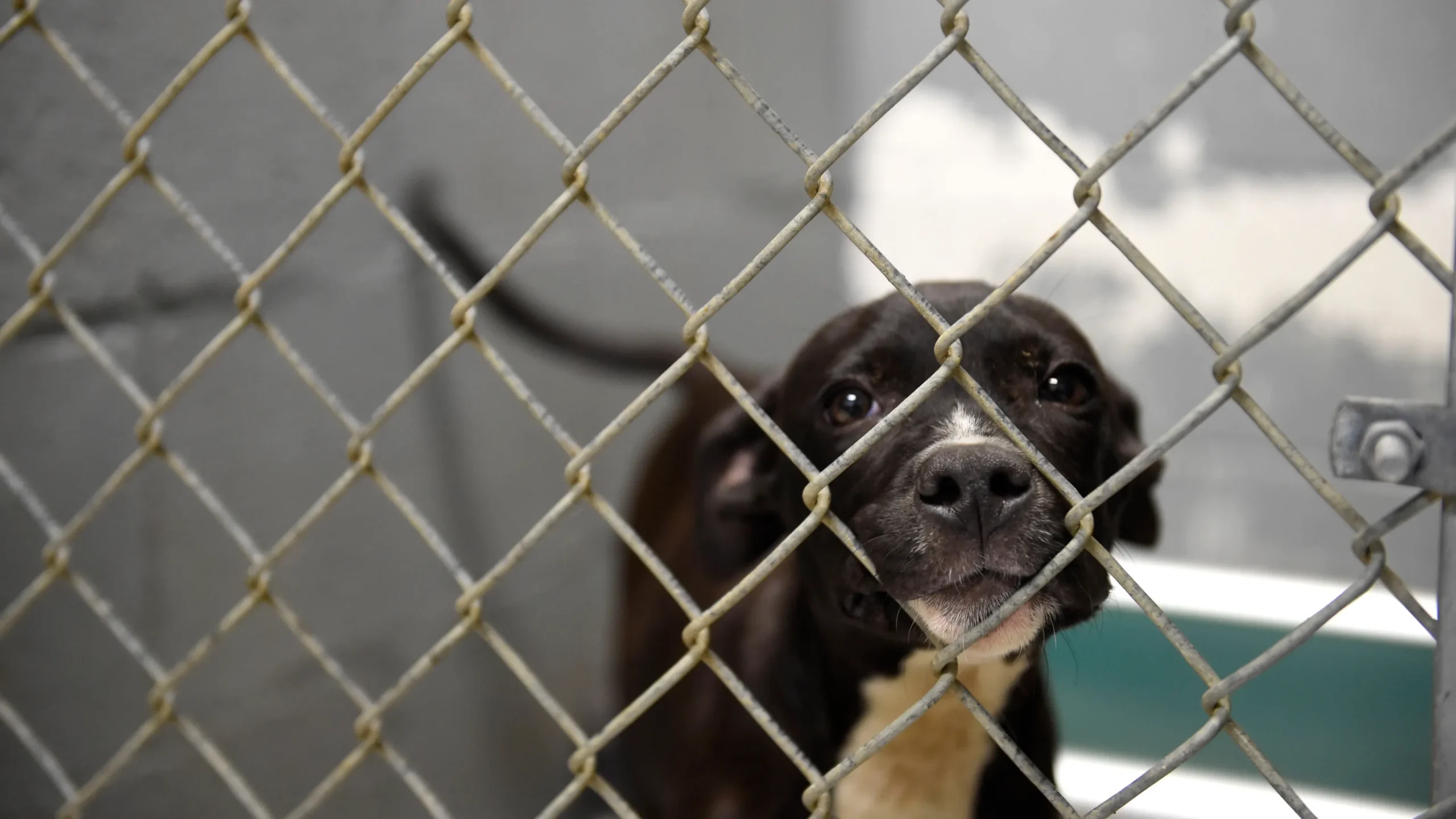 Augusta Officials Urge Collaboration Between Animal Shelter and Welfare Nonprofit