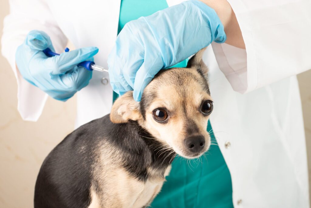 Ensuring Safety and Security: Free Microchipping Initiative for Cherokee County Pets