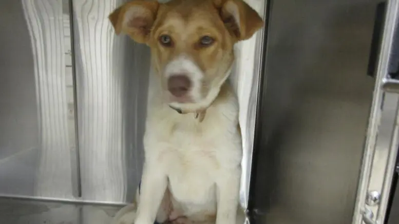 Meet Today's Adorable Cobb County Shelter Dog Looking for a Forever Home!