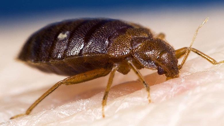 Texas City Tops the List for Bed Bug Infestations