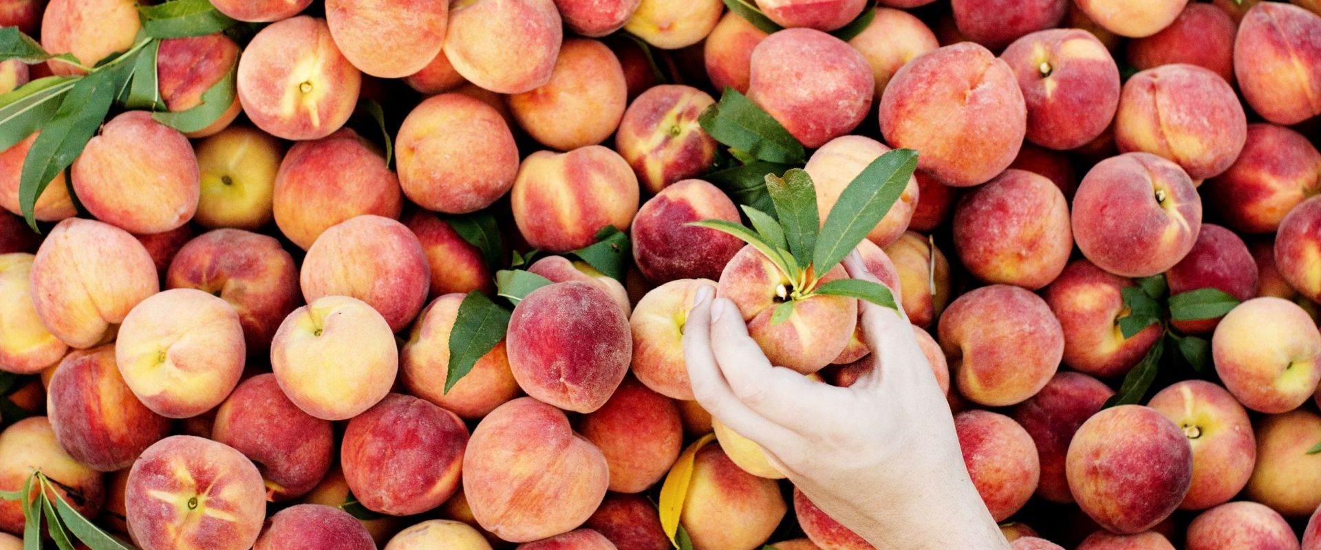 The Peach Buzz: Dive into the Season’s Bounty with a Bushel of Recipes