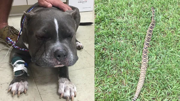 Florida Family's Cross-County Journey to Save Dog Bitten by Rattlesnake