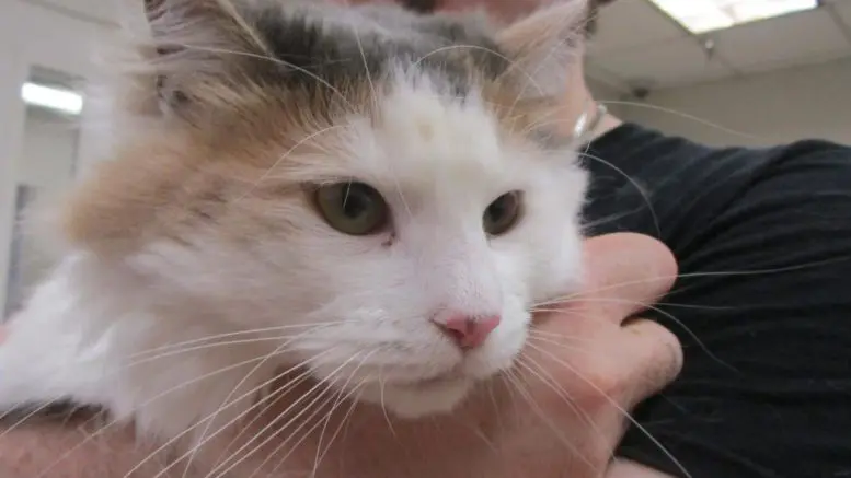 Meet Whiskers: Cobb County Courier's Charming Cat of the Day!