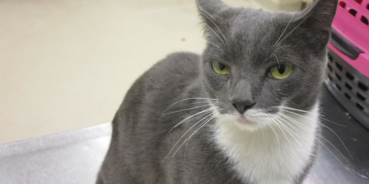 Cobb County Courier Cat of the Day: “Is this someone considering me for adoption? Please do!”