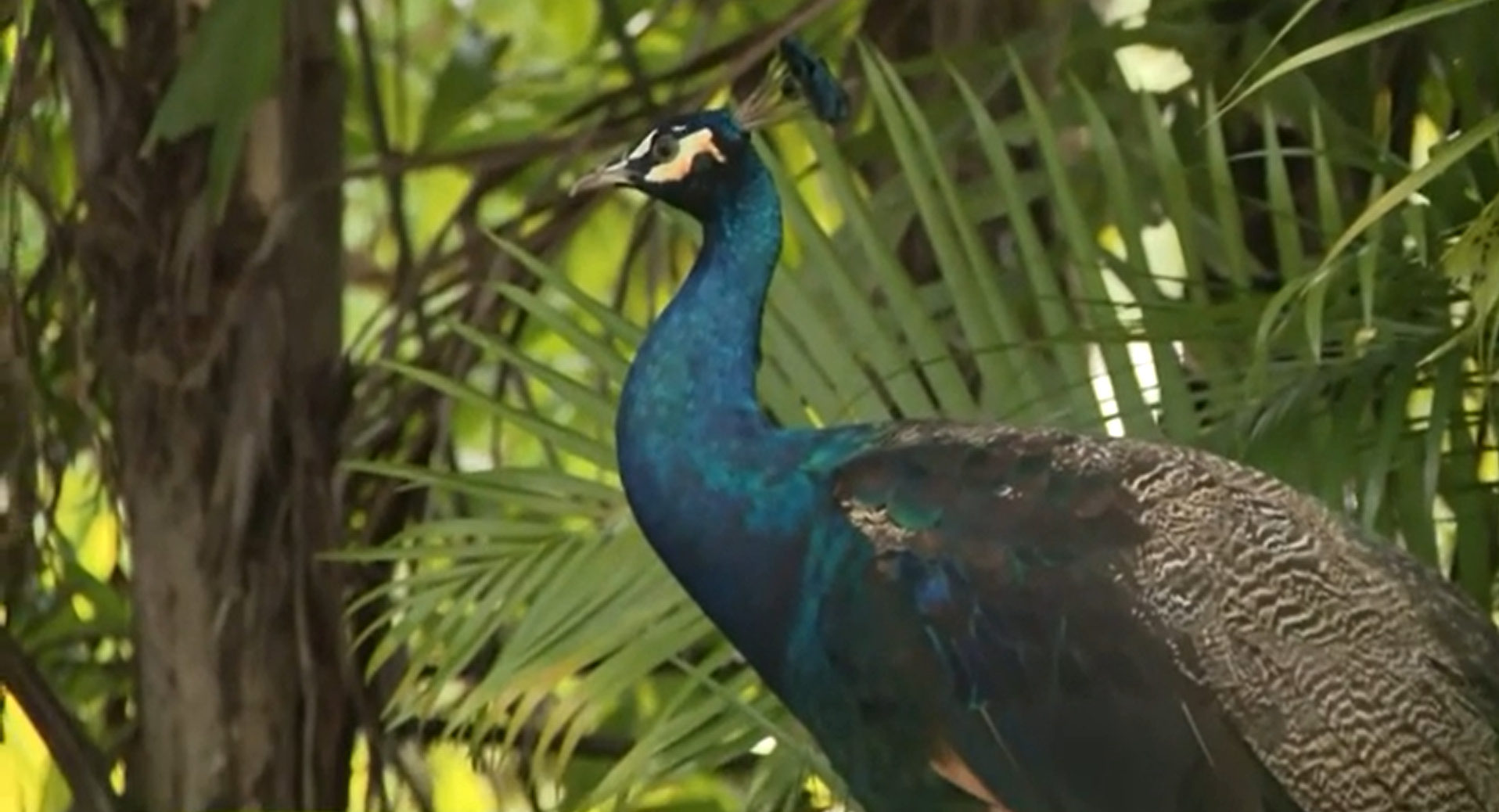 Peacock Surprise: Senior Living Community Rejoices at Unexpected Sightings