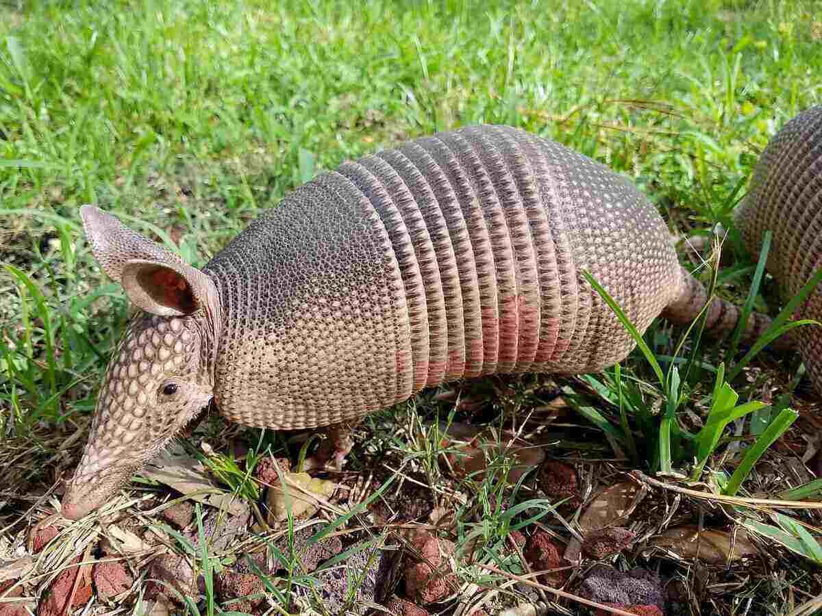 Armadillo Invasion: Experts Warn of Rising Population in the Region