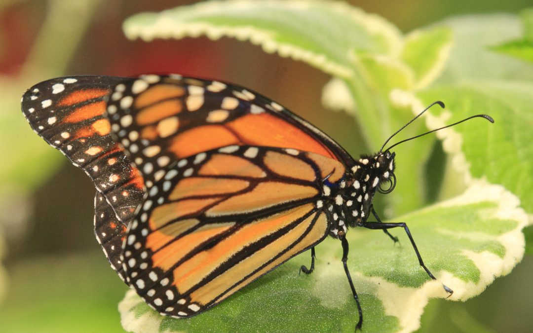 Celebrate Nature at the 11th Annual Butterfly Encounter at Chattahoochee Nature Center