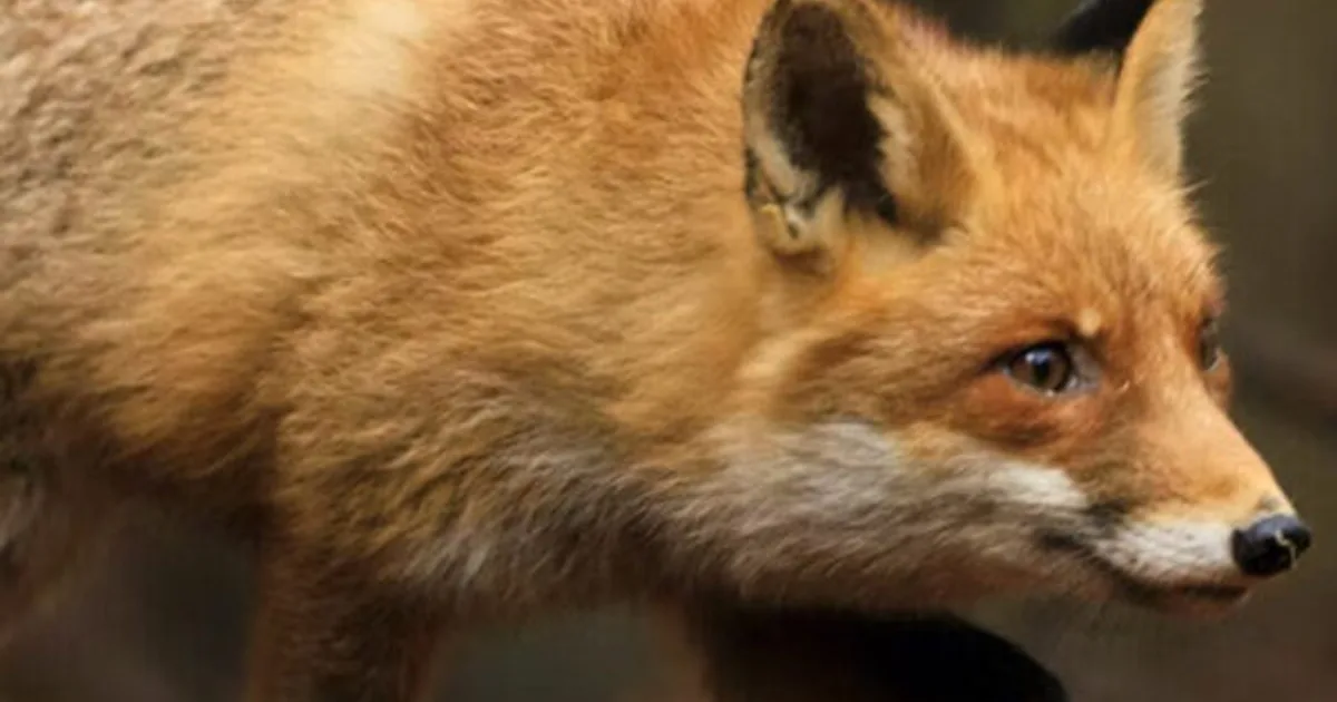 Rabid fox bites Alabama woman while she unloads her groceries