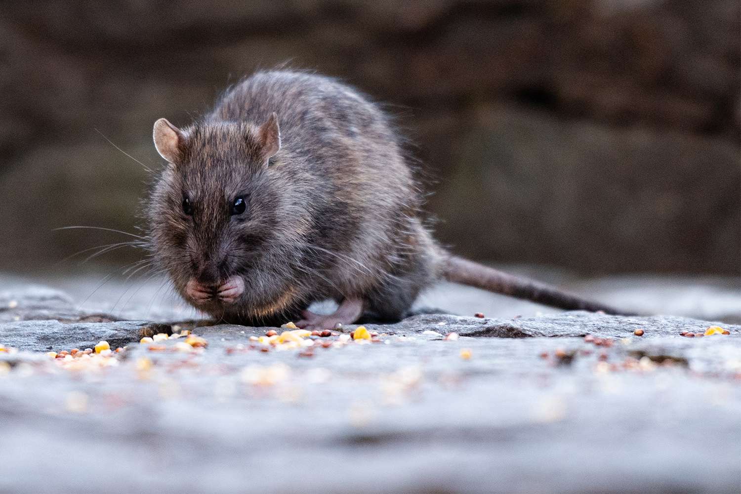 From New York to LA: The Most Rat-Infested Cities in the U.S.