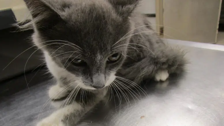 Ready to Love: Cobb County's Newest Feline Resident Seeks a Forever Home