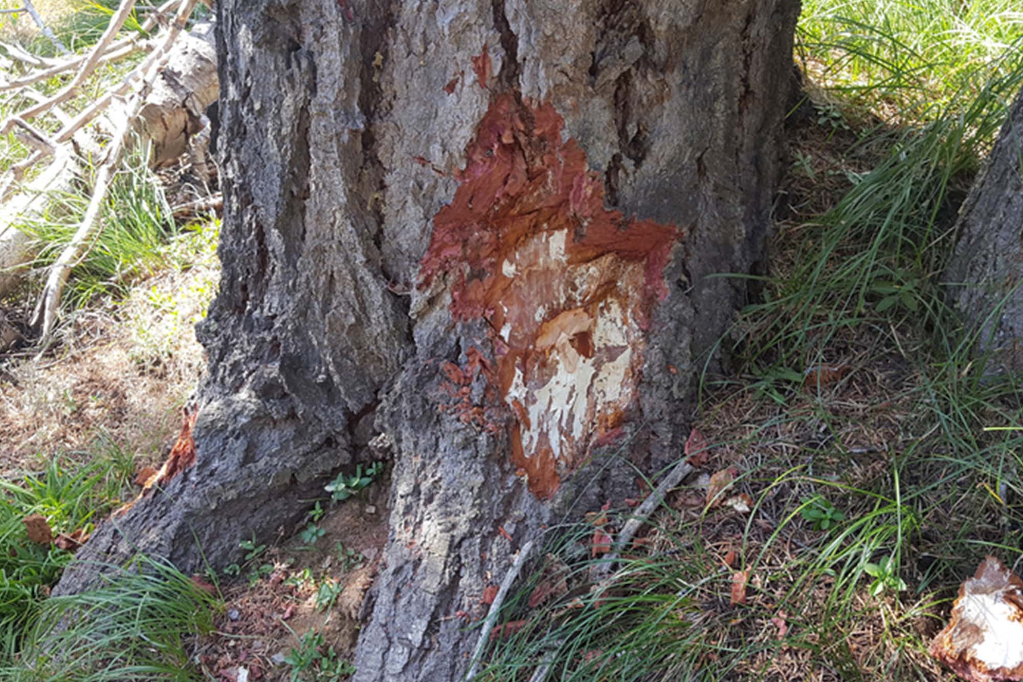 Rare Tree-Killing Fungus Spreads to New York: Thousands of Trees at Risk