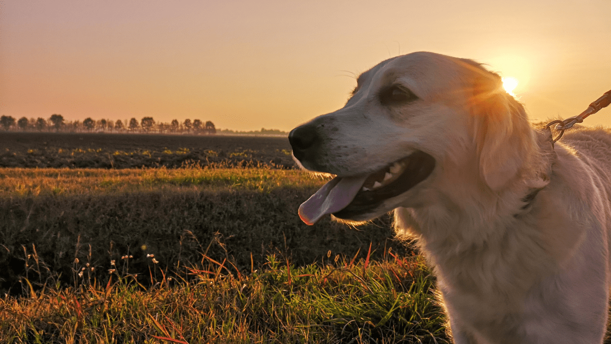 Discover Why Alpharetta Could Be the Ultimate Dog Heaven