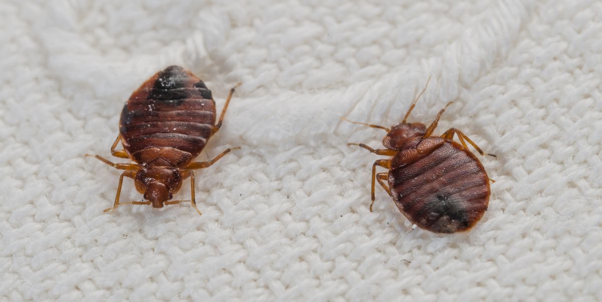 Bed Bugs Infest New York State 'Tourist Trap', Visitors Beware