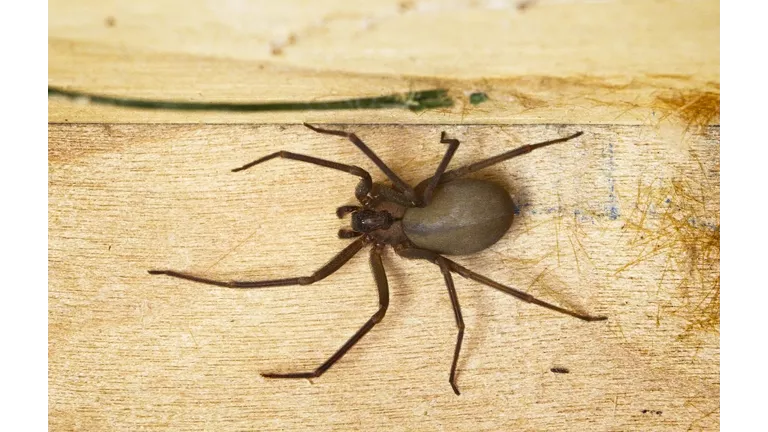 Woman Survives Horrifying Attack by Highly-Venomous Spiders, Suffers Severe Injuries