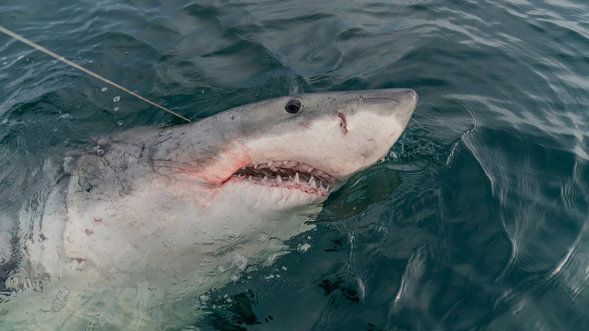 Great White Giant: Largest Shark Ever Found Off Georgia’s Coast Tagged and Tracked