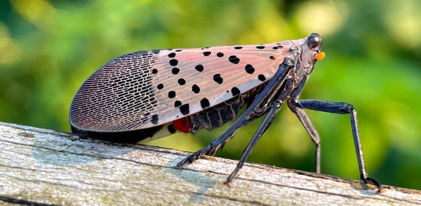 Alabama's Dangerous New Pest: How to Identify and Eliminate the Spotted Lantern Fly