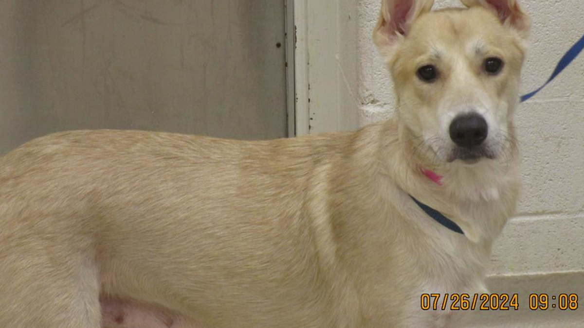 Furry Friend Alert: Cobb County Courier’s Dog of the Day Is a Medium-Sized Shepherd in Need of a Home