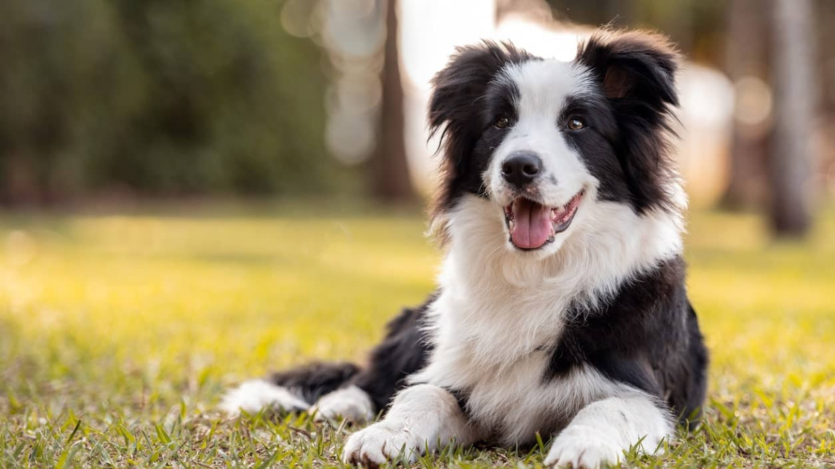 Winning Border Collie Brings New Hope and Health to Georgia Owner