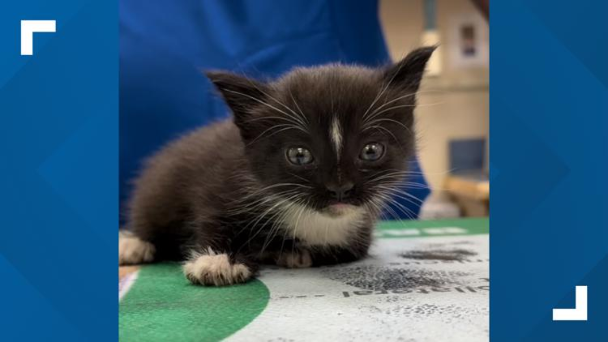 Kitten’s Unexpected Adventure: Sandy Springs Officer Rescues Feline Hitchhiker