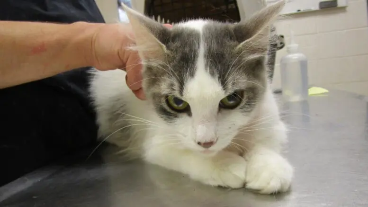 Mariposa: Cobb County Courier's Cat of the Day Looking for a Forever Home