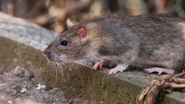 5 Detroit Neighborhoods Struggling with the Worst Rat Infestations