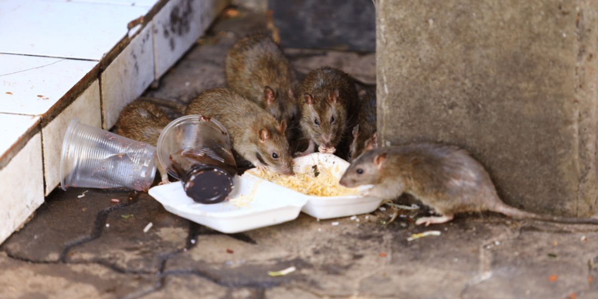 Daylight Area! The 5 Most Rat-Infested Neighborhoods in Washington, DC