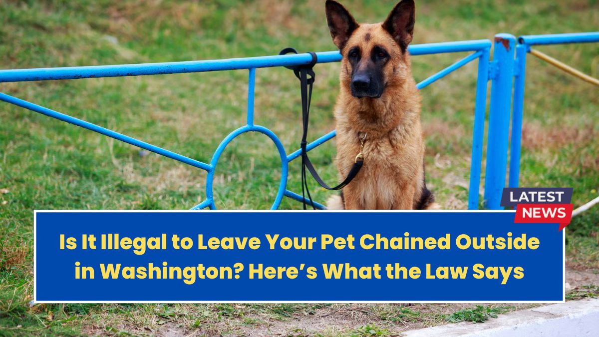 Is It Illegal to Leave Your Pet Chained Outside in Washington? Here’s What the Law Says