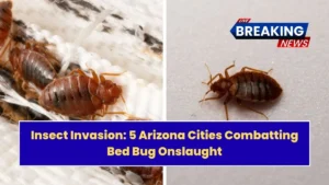 Insect Invasion: 5 Arizona Cities Combatting Bed Bug Onslaught