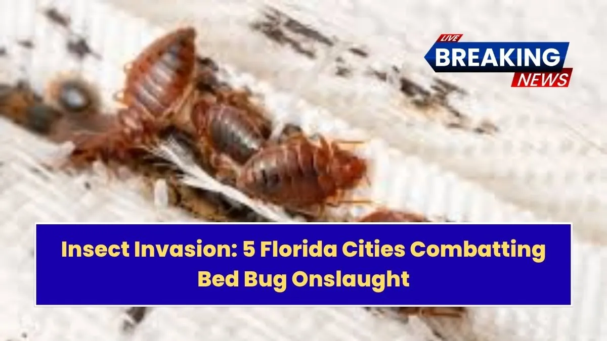 Insect Invasion: 5 Florida Cities Combatting Bed Bug Onslaught