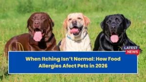 When Itching Isn’t Normal: How Food Allergies Affect Pets in 2026